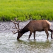 Alaska Wildlife Conservation Center