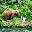 Medvědi na Russian River