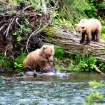Medvědi na Russian River