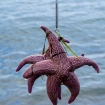Rybaření na Homer Spit - mořská hvězdice