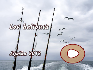 Lov halibutů