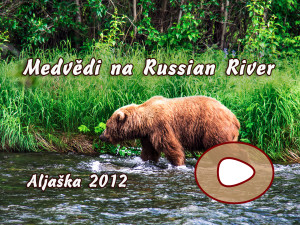 Medvědi na Russian River